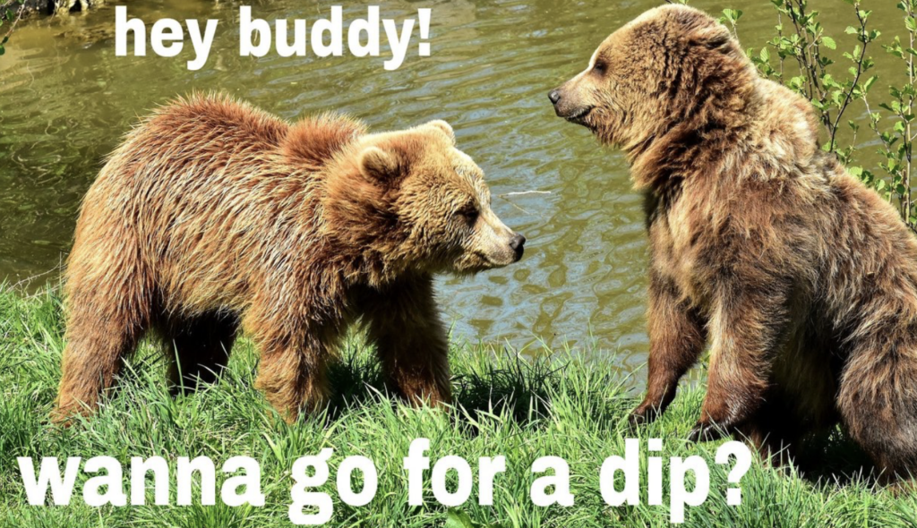 bear market basics